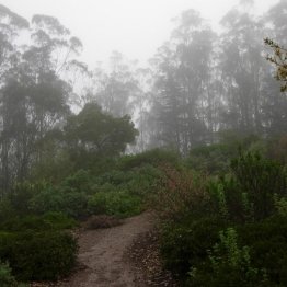 Mount Sutro Forest photo